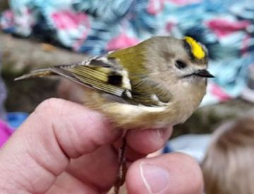 Pozorování ptactva 1. stupeň